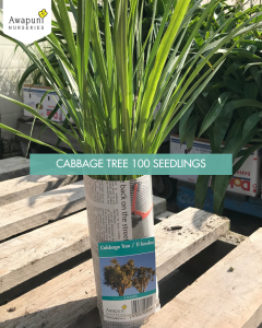 Cabbage Tree 100 Seedlings